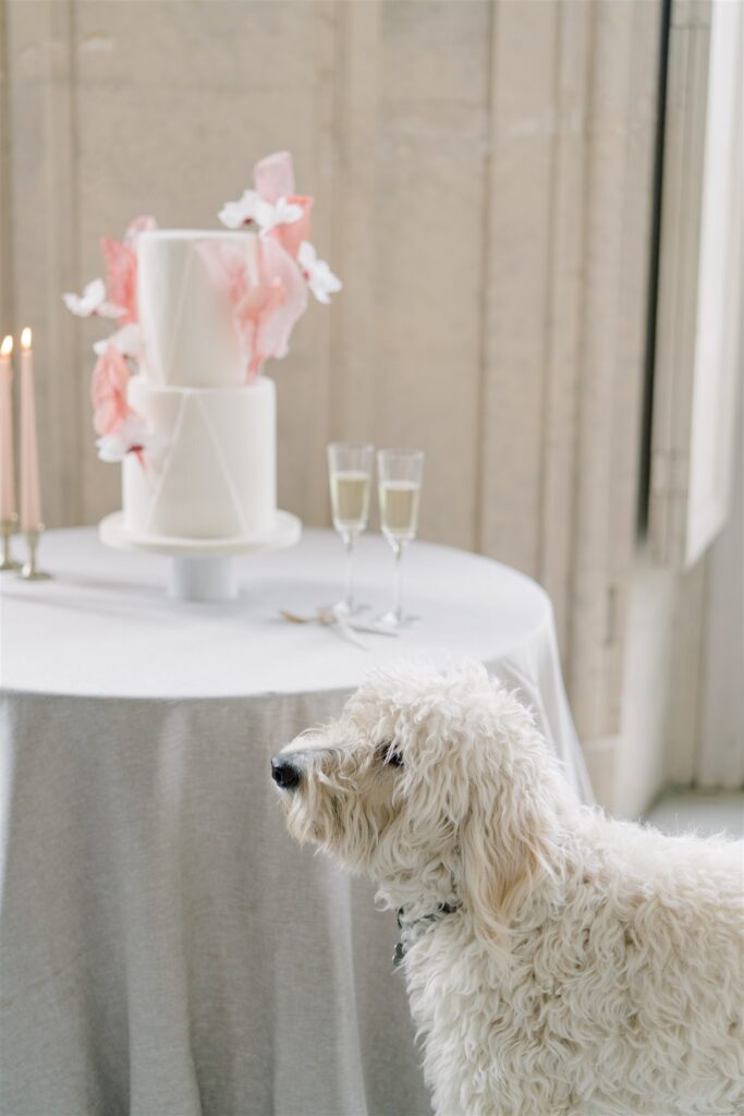 Goldendoodle dog sniffing wedding cake at Château de Champlâtreux